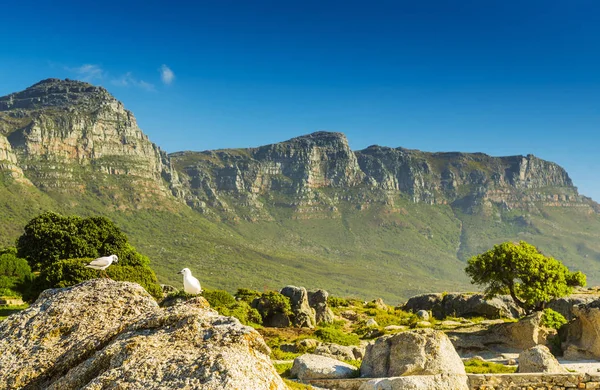 Måsar och de tolv apostlarna i Sydafrika — Stockfoto