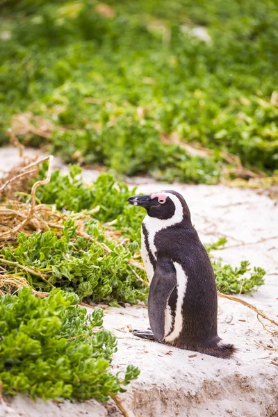 Tučňák brýlový pták — Stock fotografie