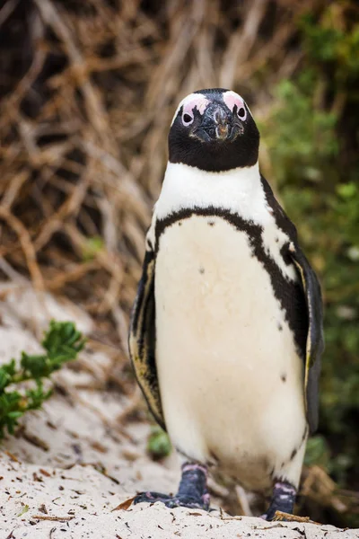 Afrikaanse pinguïn portret — Stockfoto