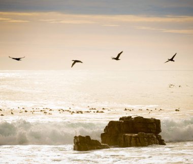 okyanus üzerinde uçan kuşlar
