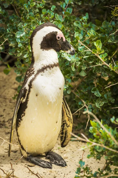 Afrikanische Pinguin-Kaphalbinsel — Stockfoto