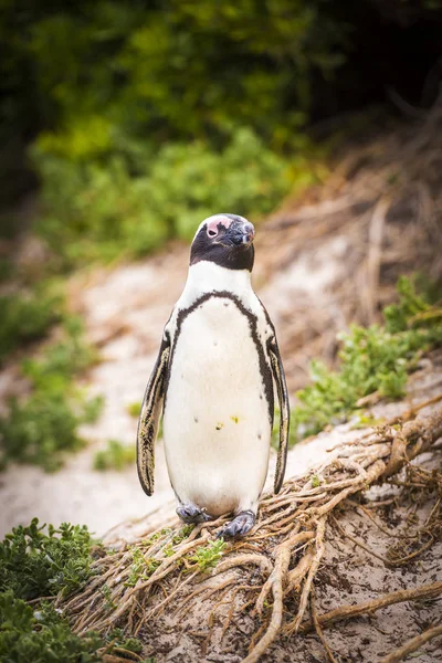 Poloostrov Cape tučňák africký — Stock fotografie