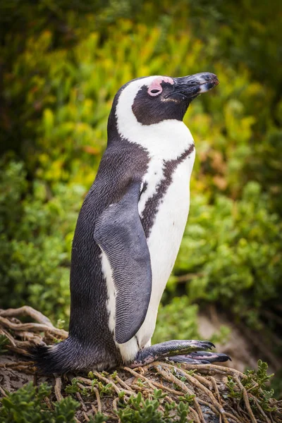 Afrikanische Pinguin-Kaphalbinsel — Stockfoto