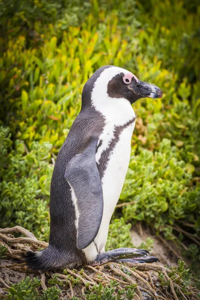 Afrikaanse pinguïn Kaapse Schiereiland — Stockfoto