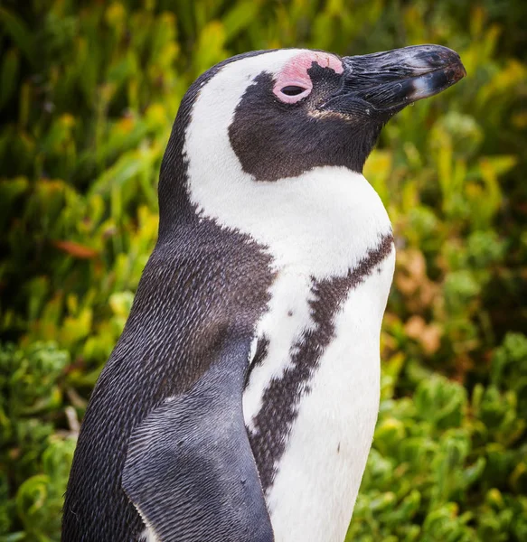 Afrikaanse pinguïn close-up — Stockfoto