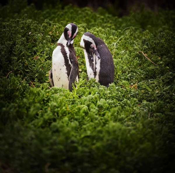 Tučňák brýlový pár — Stock fotografie