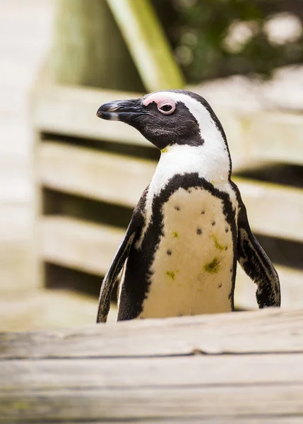 Afrikaanse pinguïn op de promenade — Stockfoto