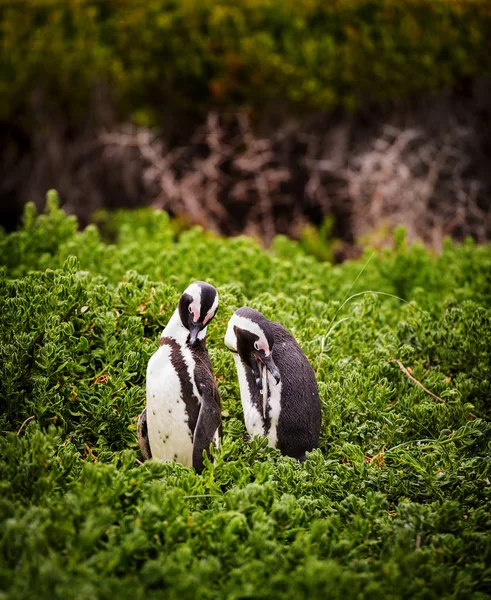 Afrika penguen çifti — Stok fotoğraf