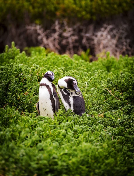 Afrikanisches Pinguinpaar — Stockfoto