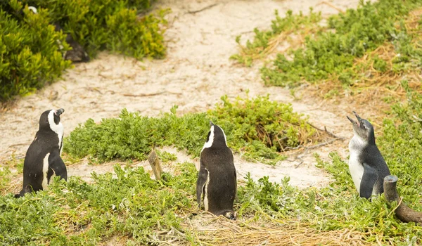 African Penguins Boulders Beach — Stock fotografie