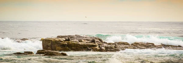 Afrikaanse zeehonden Panorama — Stockfoto