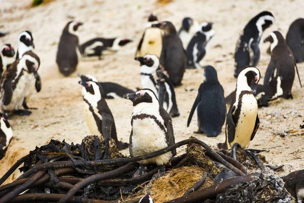Keien pinguïn kolonie — Stockfoto