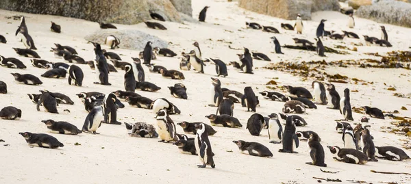 Kolonie tučňáků balvany — Stock fotografie