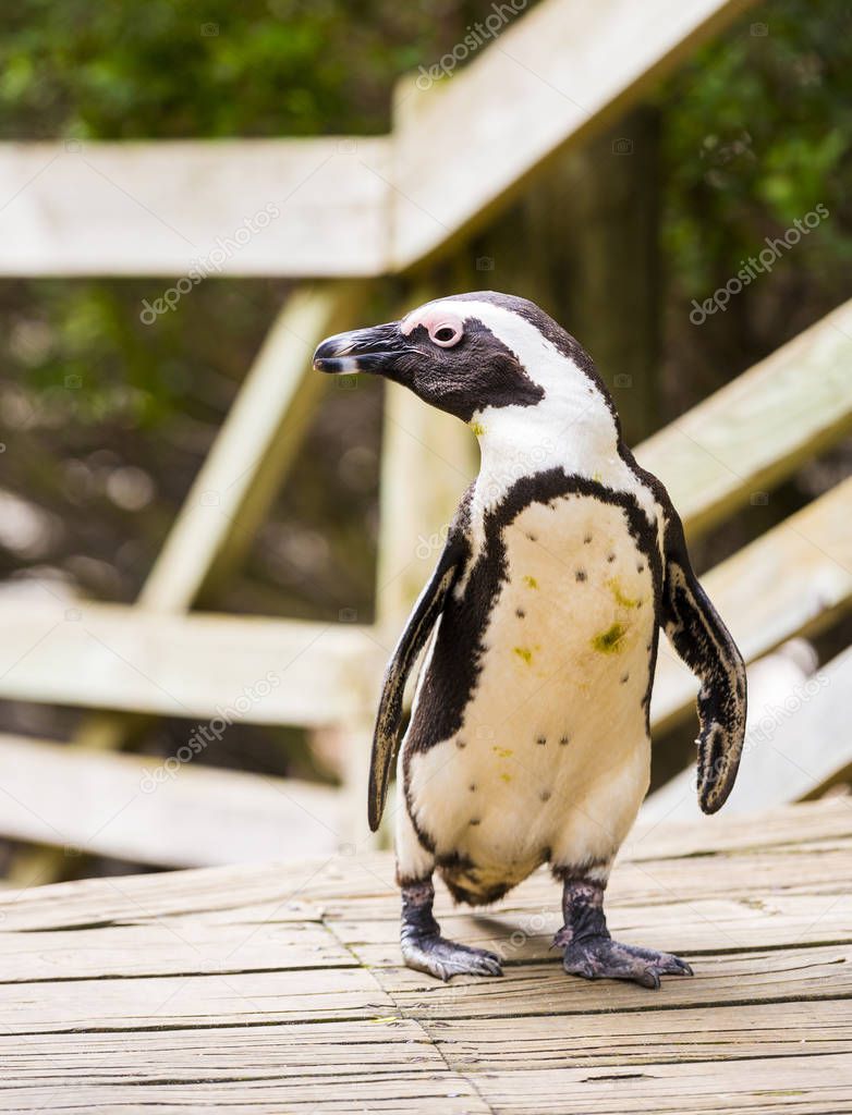African Penguin On Boardwalk