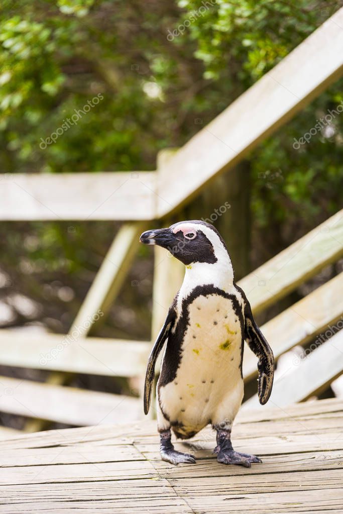 African Penguin On Boardwalk