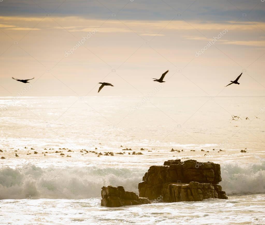 Birds Flying Over Ocean