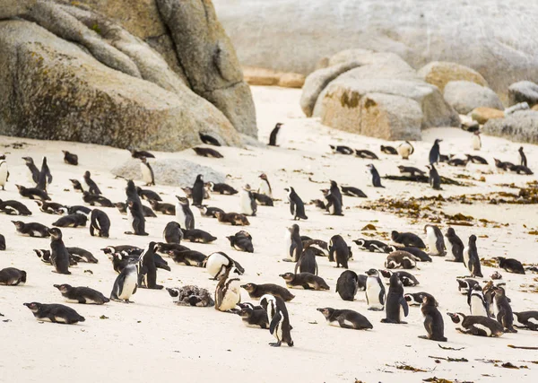 Keien pinguïn kolonie — Stockfoto