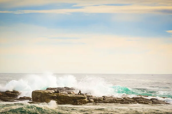 Phoques à fourrure du Cap — Photo