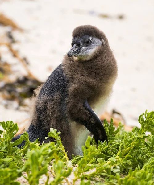 Rui Penguin Chick — Stockfoto