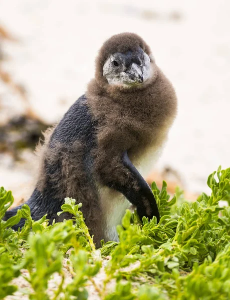 Rui Penguin Chick — Stockfoto