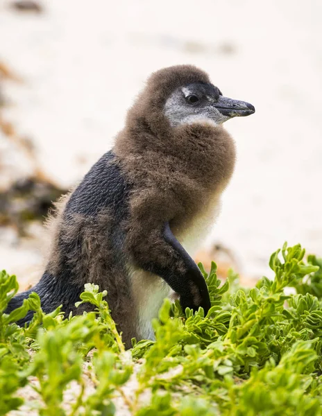 Polluelo de pingüino muda — Foto de Stock