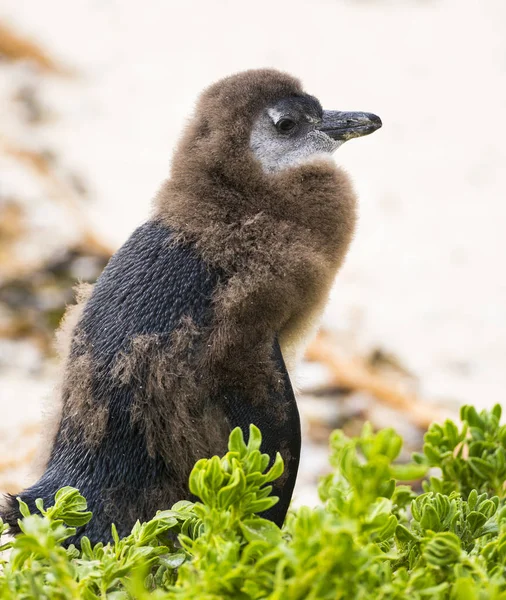 Moulting Pingüino africano juvenil —  Fotos de Stock