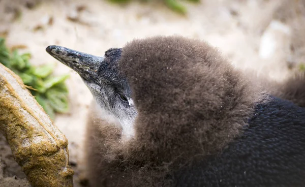 Overwinteringsgebieden jonge Afrikaanse pinguïn — Stockfoto