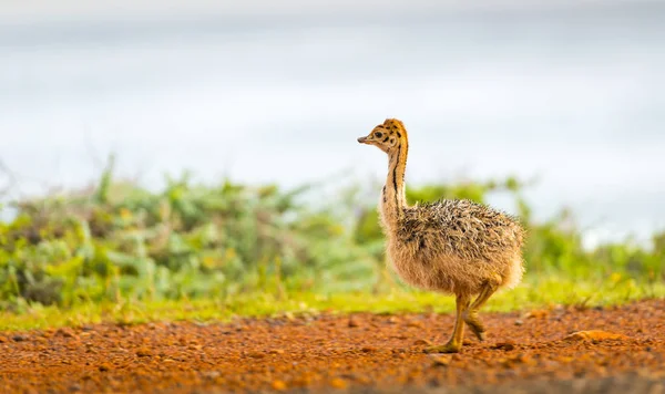 Ostrich Chick Baby — Stock Photo, Image