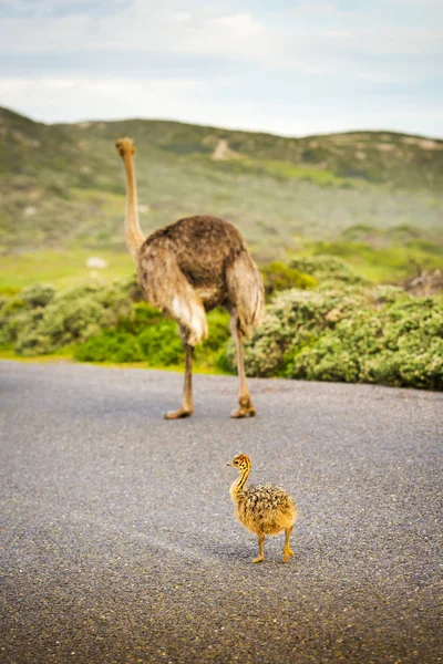 Ostrich Chick And Mother — Stock Photo, Image
