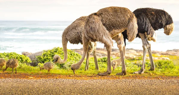 Famiglia dello struzzo Africa — Foto Stock