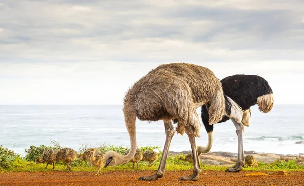 Avestruz Familia África — Foto de Stock