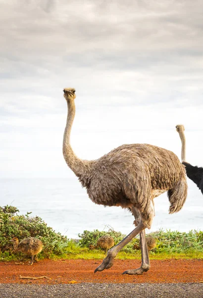 Struisvogel begrazing Afrika — Stockfoto