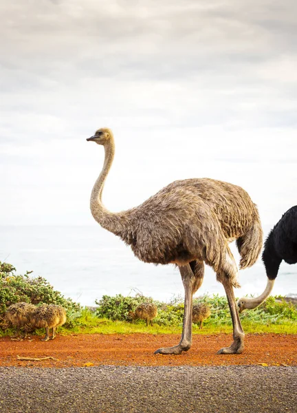 Ostrich Family With Chicks — Stock Photo, Image