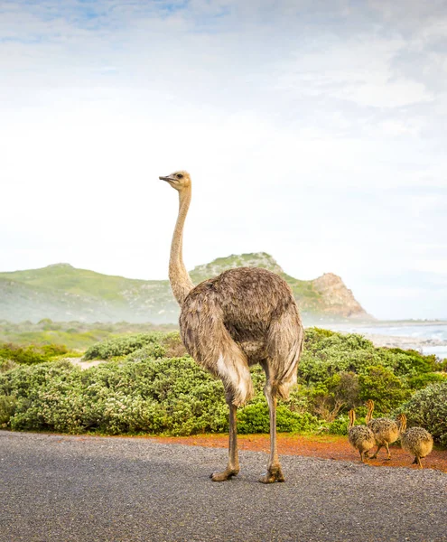 Ostrich With Young — Stock Photo, Image