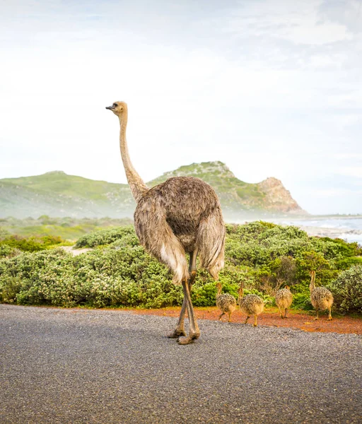 Ostrich With Young — Stock Photo, Image