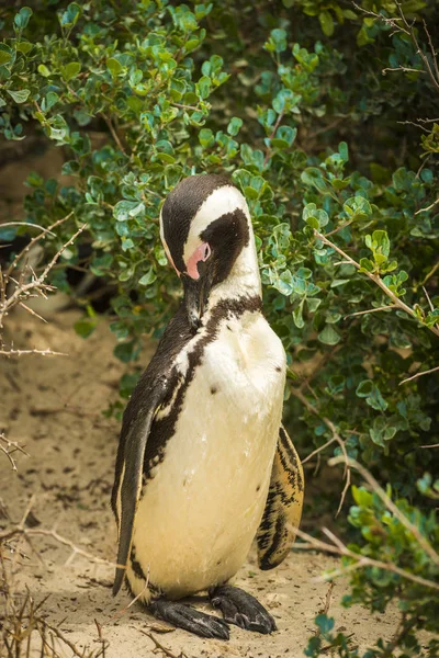 Preening pingüino africano — Foto de Stock