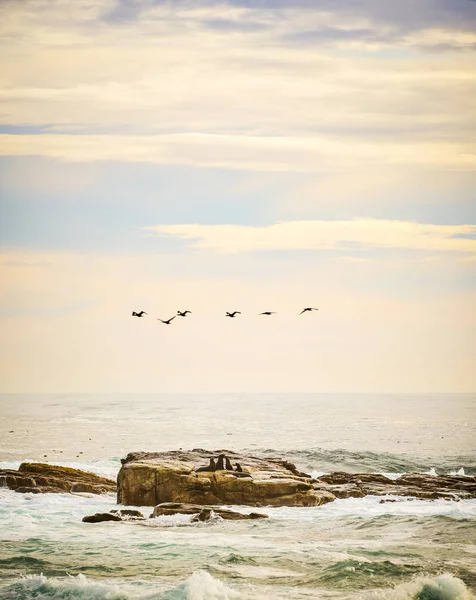 Aves marinhas e focas — Fotografia de Stock