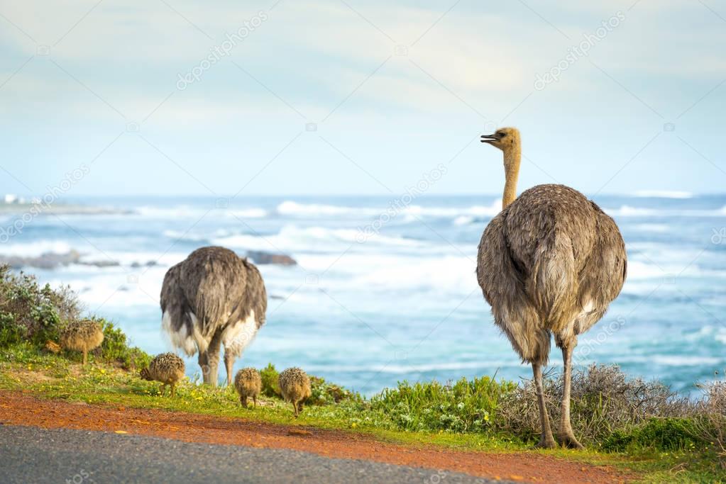 Ostriches And Chicks Beside Ocean