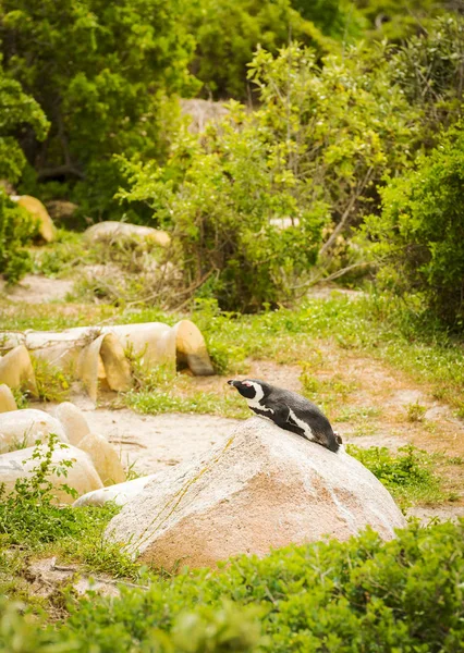 Opalování tučňák brýlový — Stock fotografie