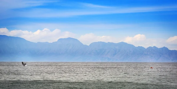 Ballena y Kayakeros Panorama — Foto de Stock