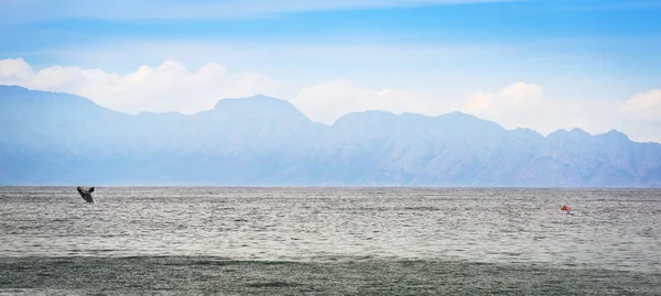 Panorama balene e kayaker — Foto Stock