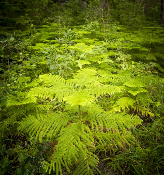 Forest Jižní Pacifik — Stock fotografie