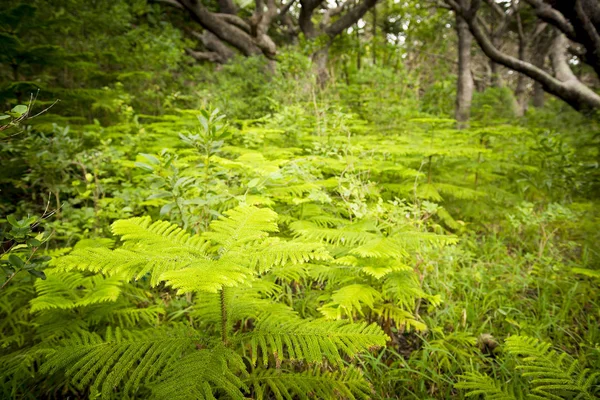 Forest Jižní Pacifik — Stock fotografie