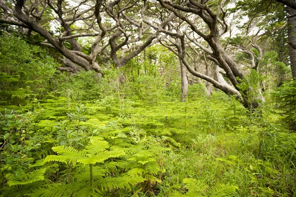 Detalhes Florestais Ilha Pines Nova Caledônia Pacífico Sul — Fotografia de Stock