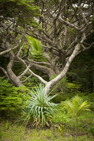 Isola di Pines Foresta pluviale — Foto Stock