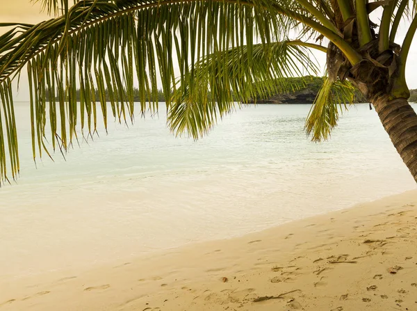 Tropical Beach Scene Palm Tree Sandy Beach Clear Water — Stock Photo, Image