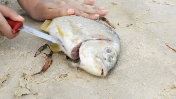 Gutting Fresh Fish — Stock Video