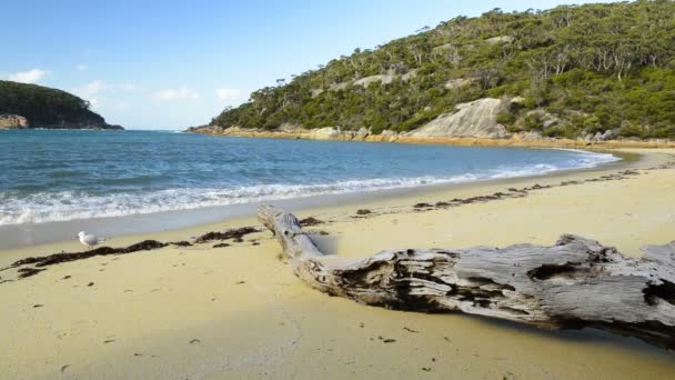 Wilsons Promontory Avustralya — Stok video