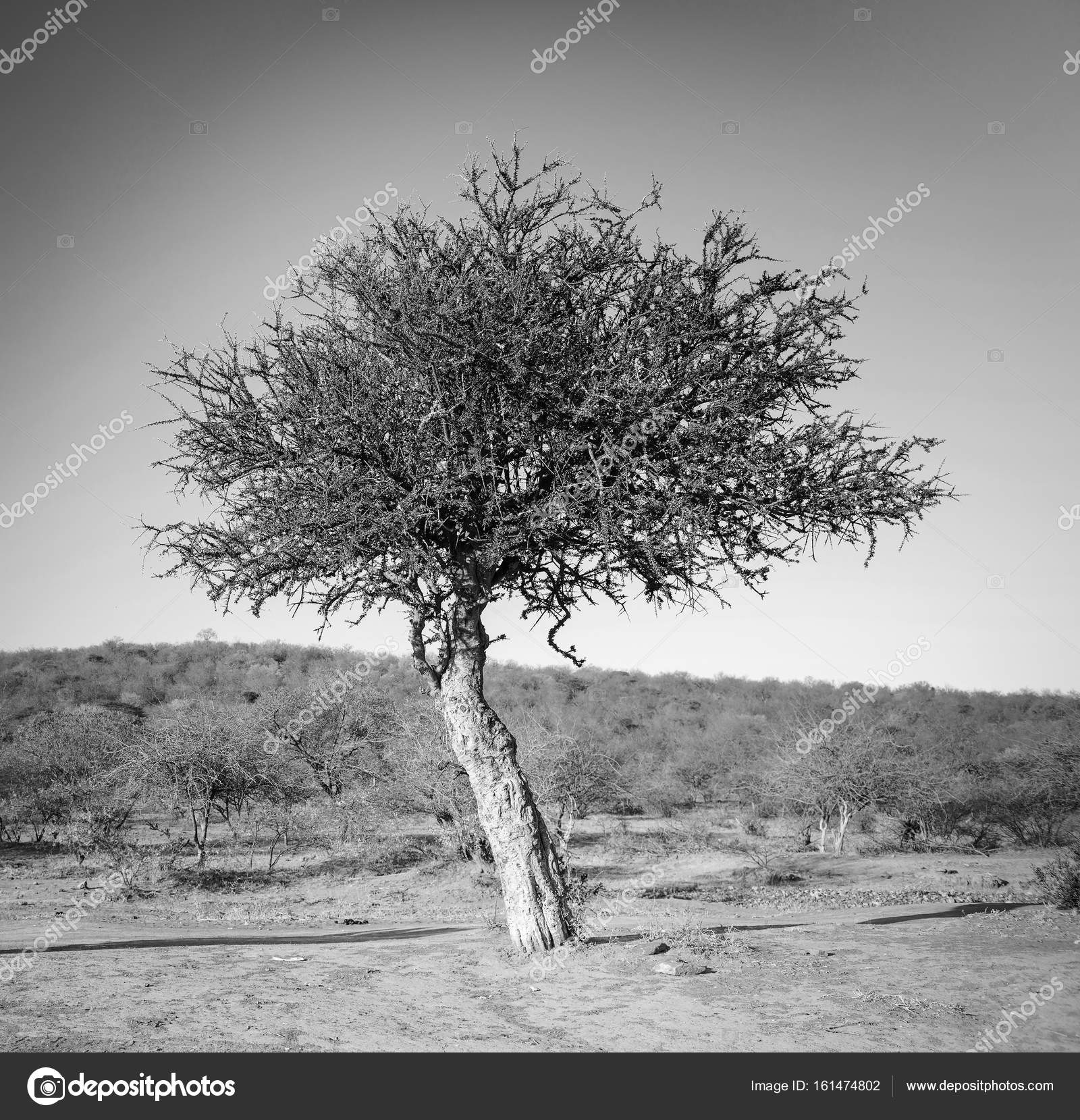 Acacia Tree Africa Black And White — Stock Photo © THPStock 161474802