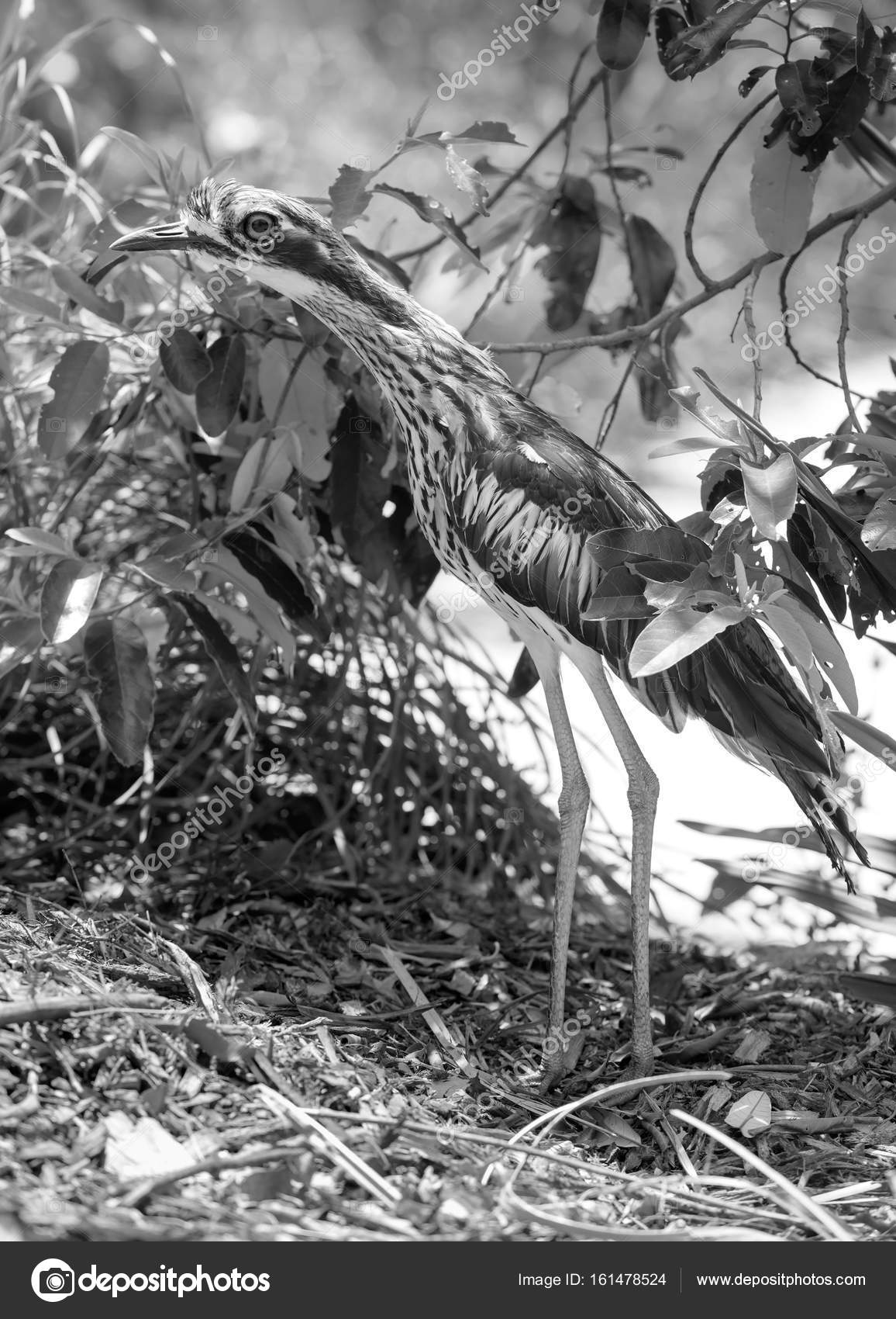 Bush Courlis Oiseaux Australie Noir Et Blanc Photographie